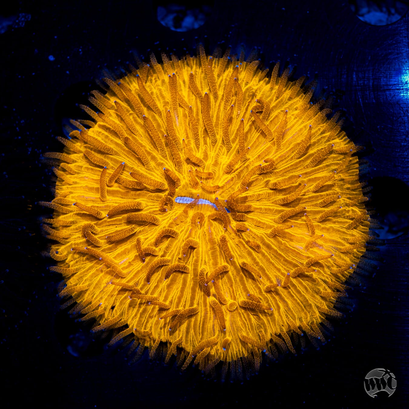 High Noon Plate Coral - Daylight Photo