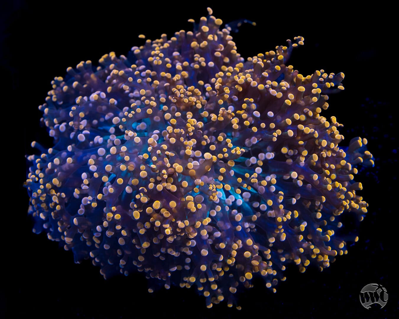 XXL Cold Hearted Orange Tipped Wall Frogspawn - Daylight Photo