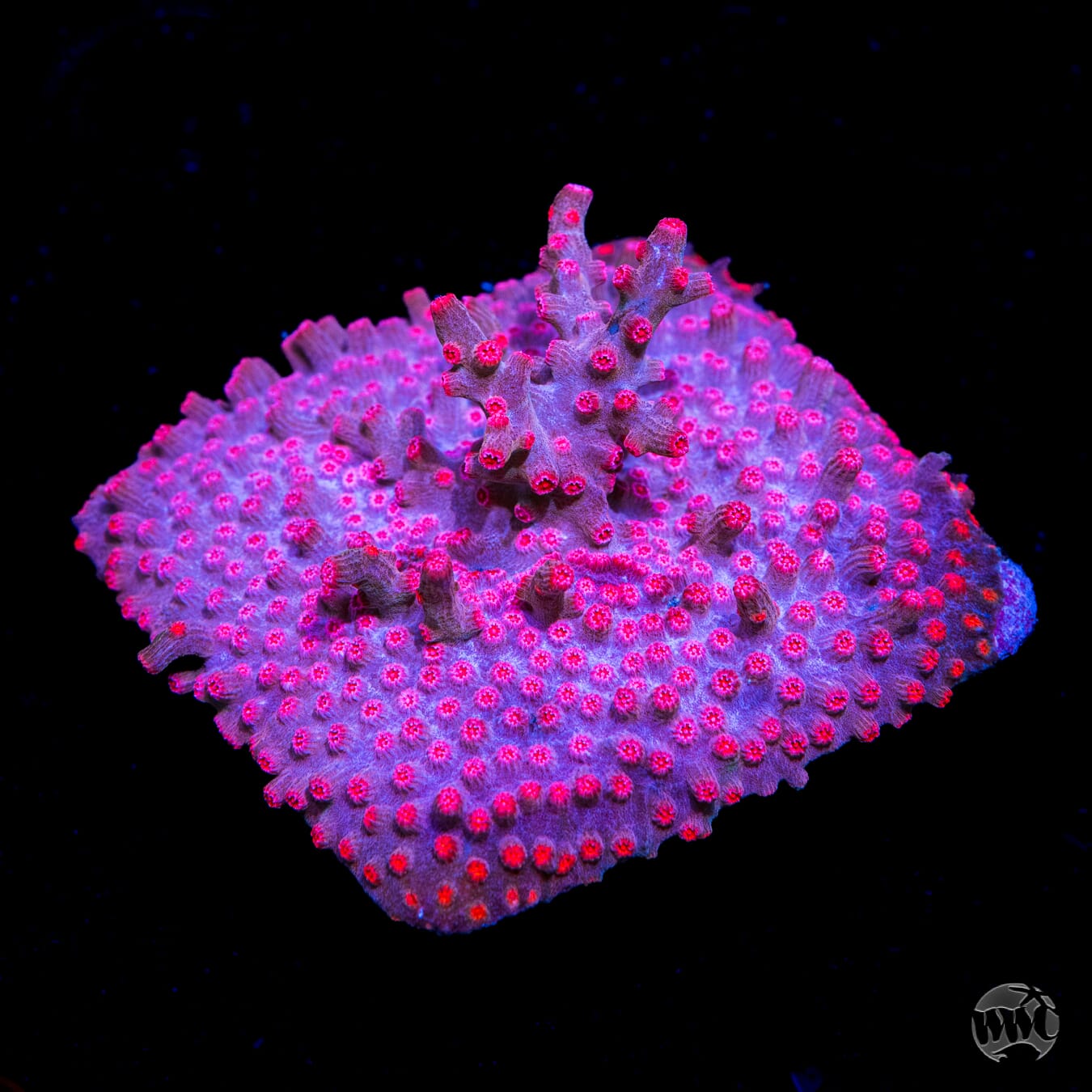 WWC Strawberry Branching Cyphastrea - Daylight Photo