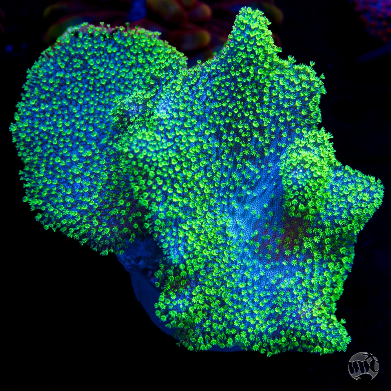 Neon Polyp Toadstool Leather - Daylight Photo