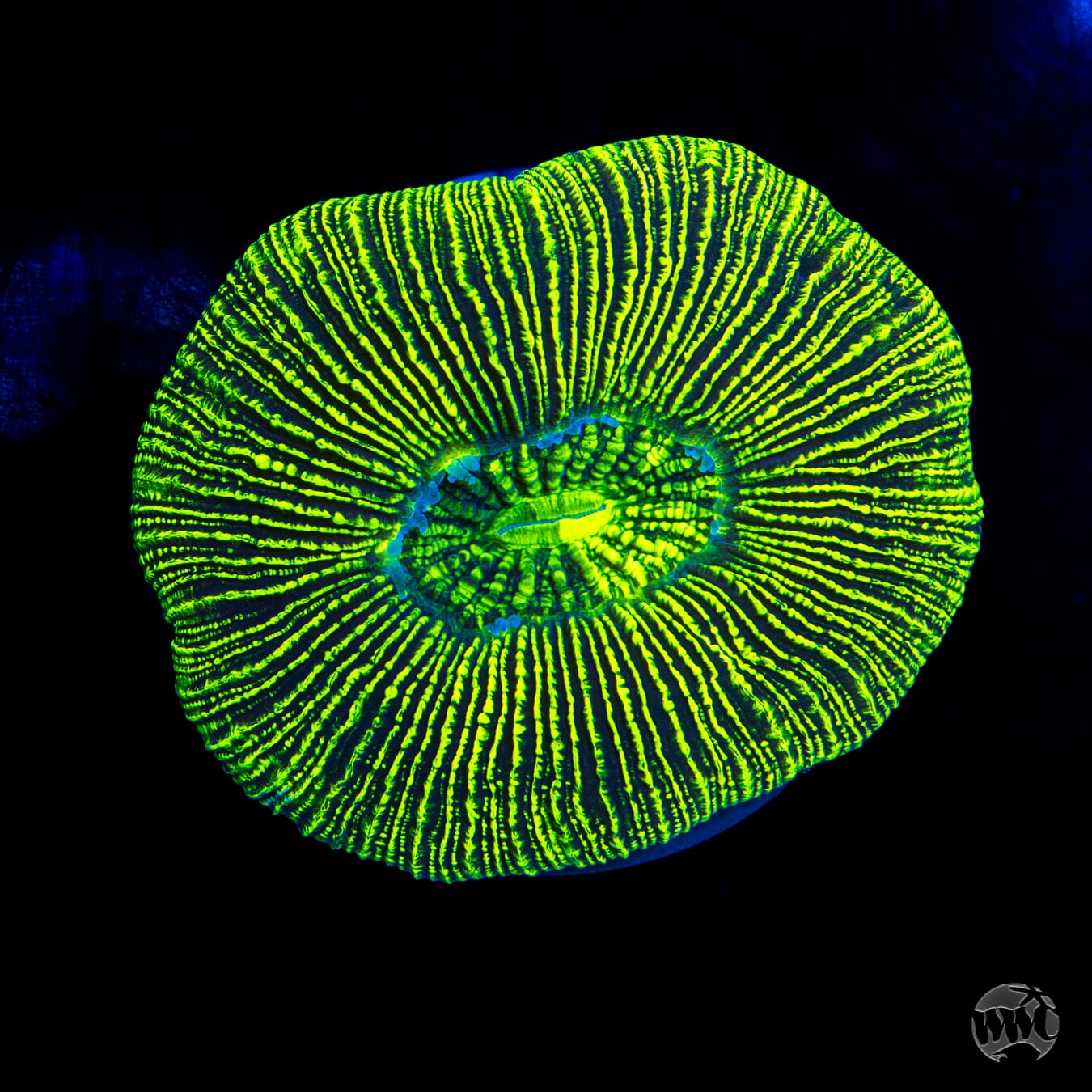 Radioactive Trachyphyllia - Daylight Photo