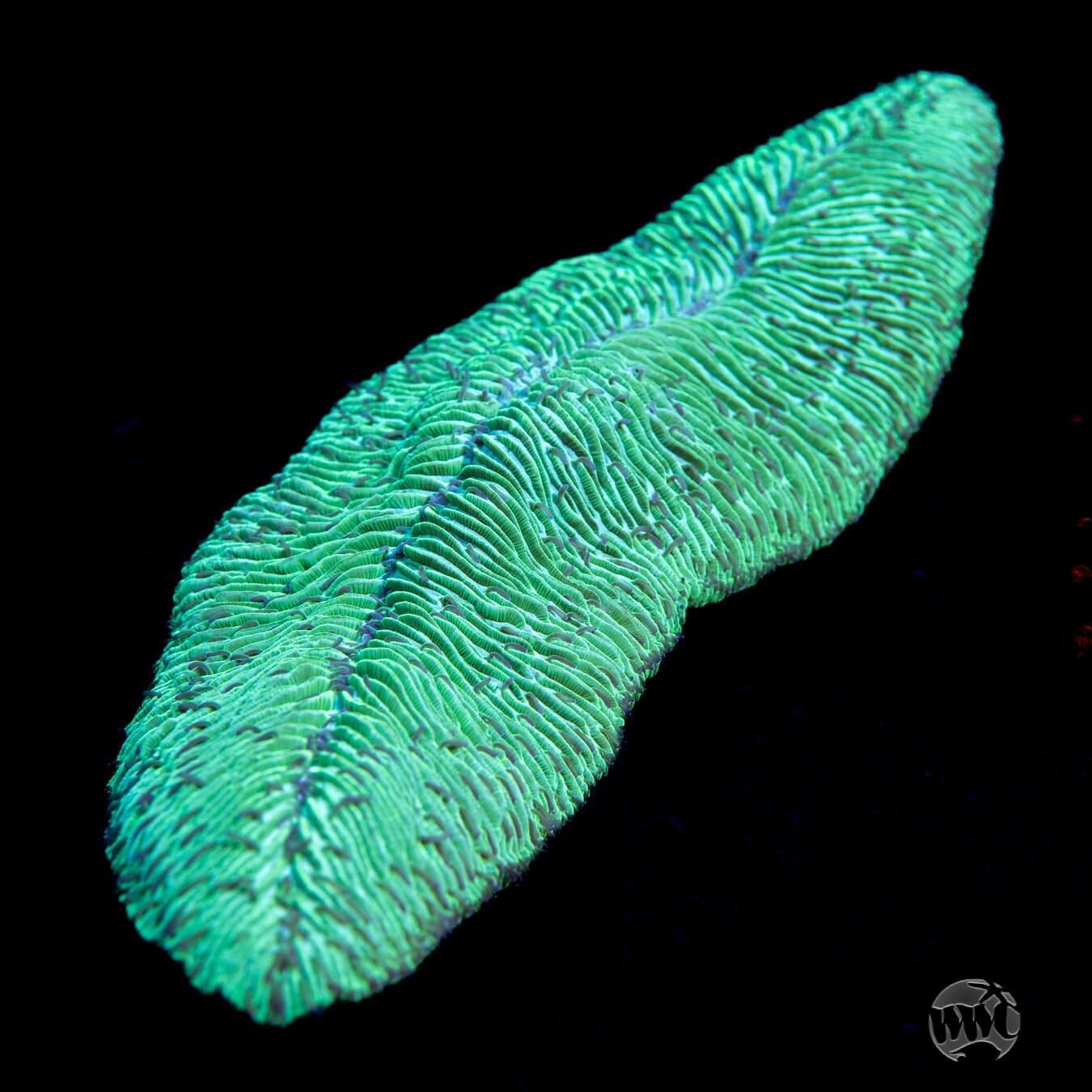 Green Tongue Coral - Daylight Photo