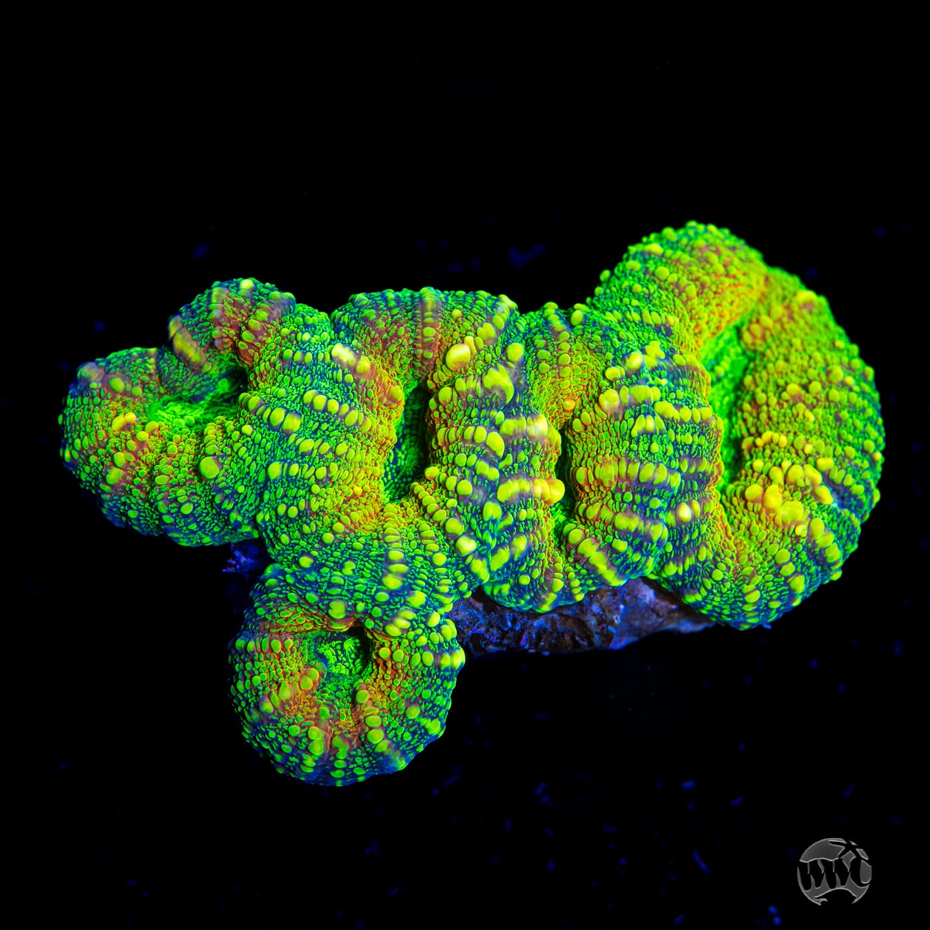 Alien Experiment Lobophyllia - Daylight Photo