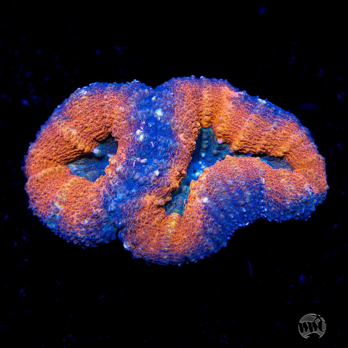 Tangerine Blast Lobophyllia - Daylight Photo