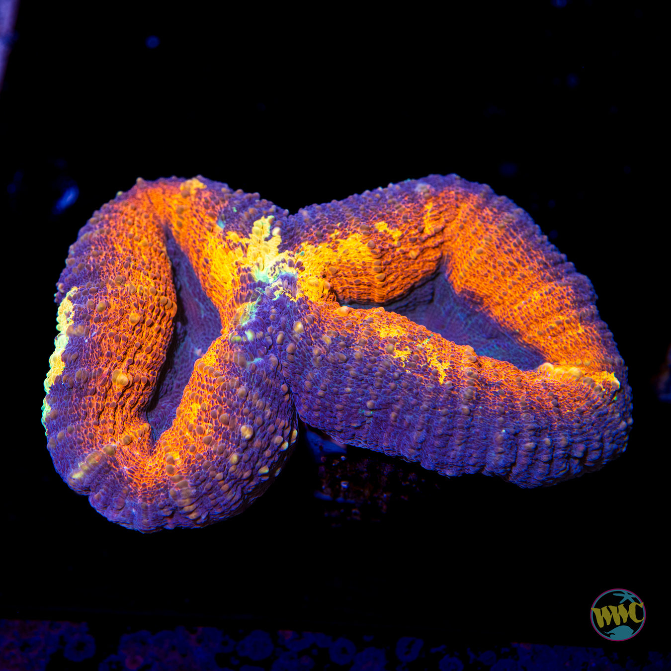 Lechonskers Little Lobophyllia