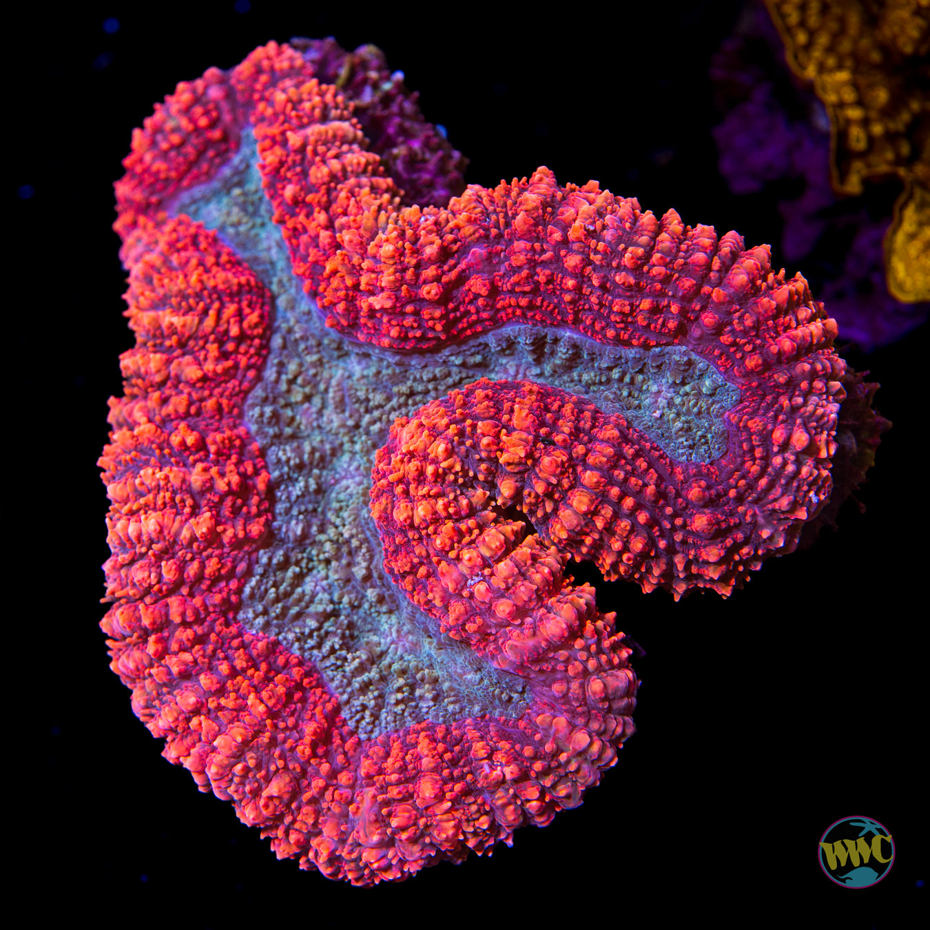 Raspberry Sherbert Lobophyllia