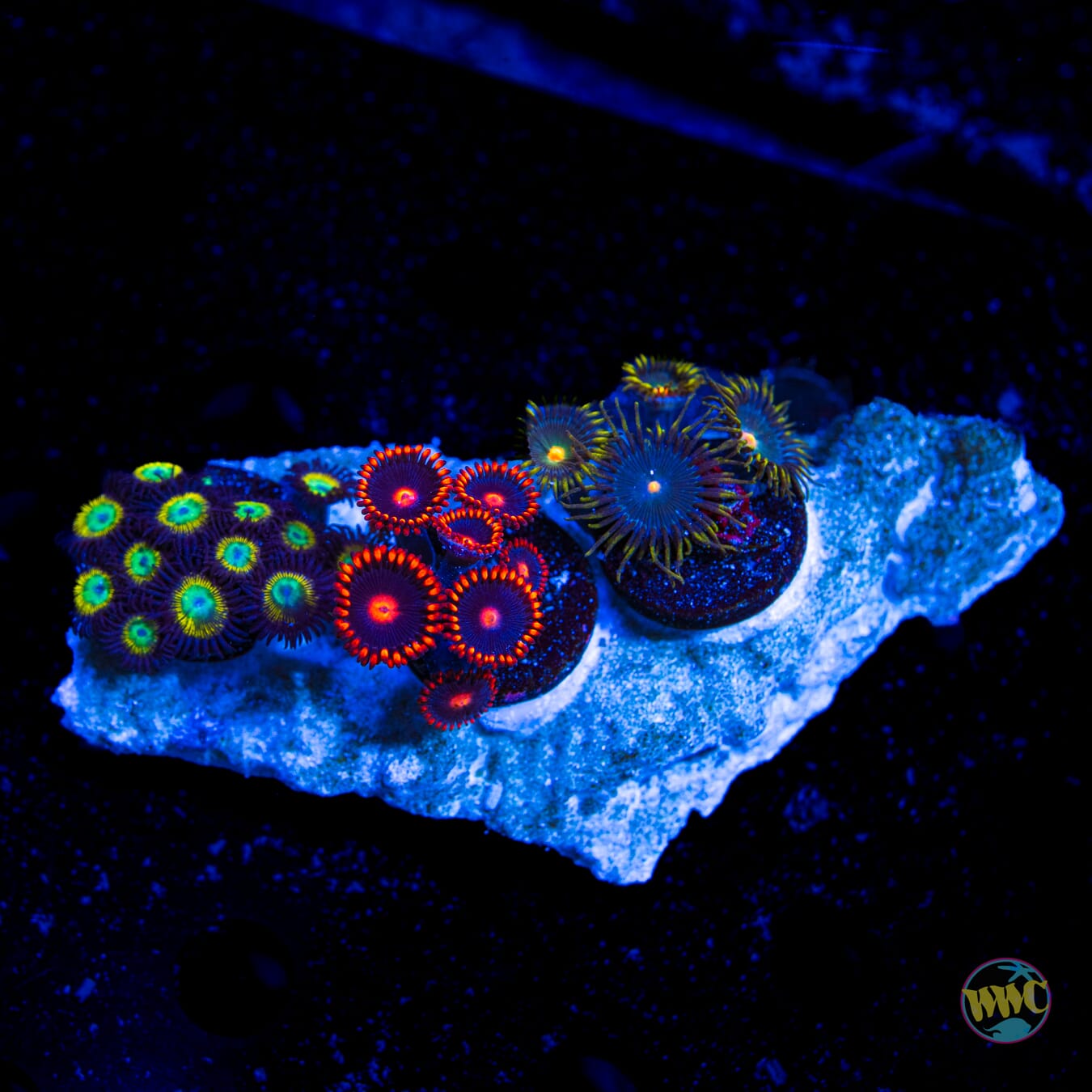WWC Saltwater Tafee Hairy Gorilla Nipples and My Clementine Combo Rock Zoanthids - Daylight Photo