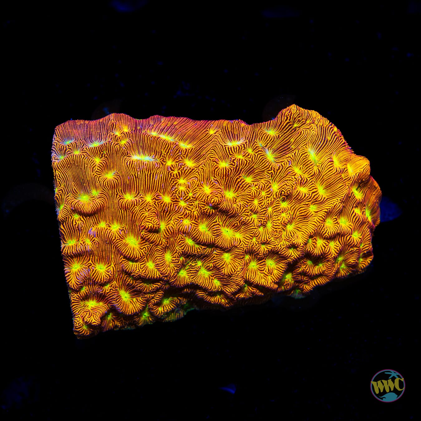 Jason Fox Jack O Lantern Leptoseris - Daylight Photo