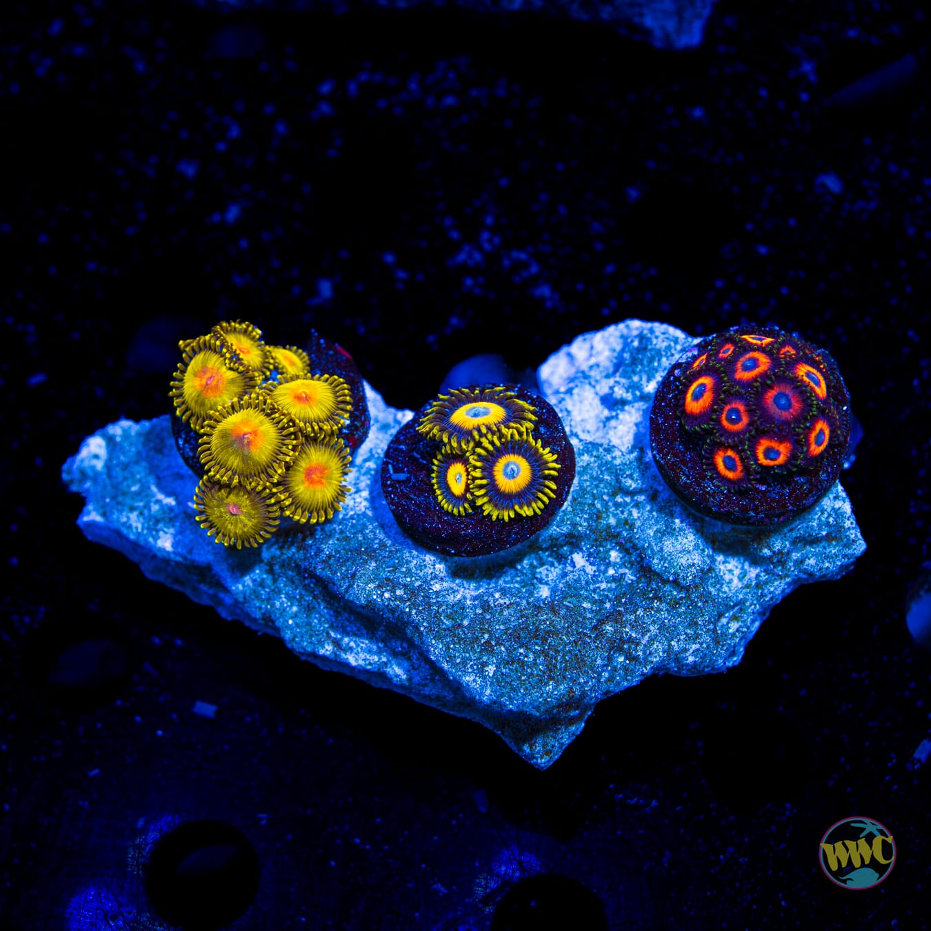 Jason Fox Jack O Lantern Leptoseris - Daylight Photo