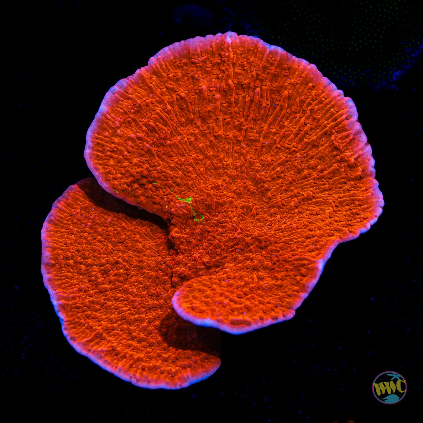 Tiny Splash of Green Grafted Red Cap Montipora - Daylight Photo