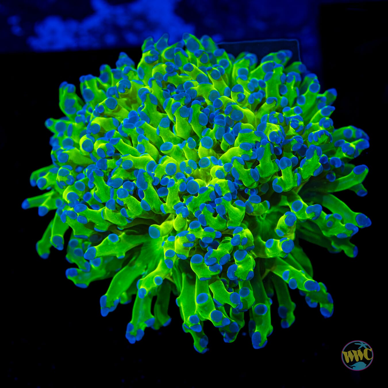 Bicolor Branching Frogspawn - Daylight Photo