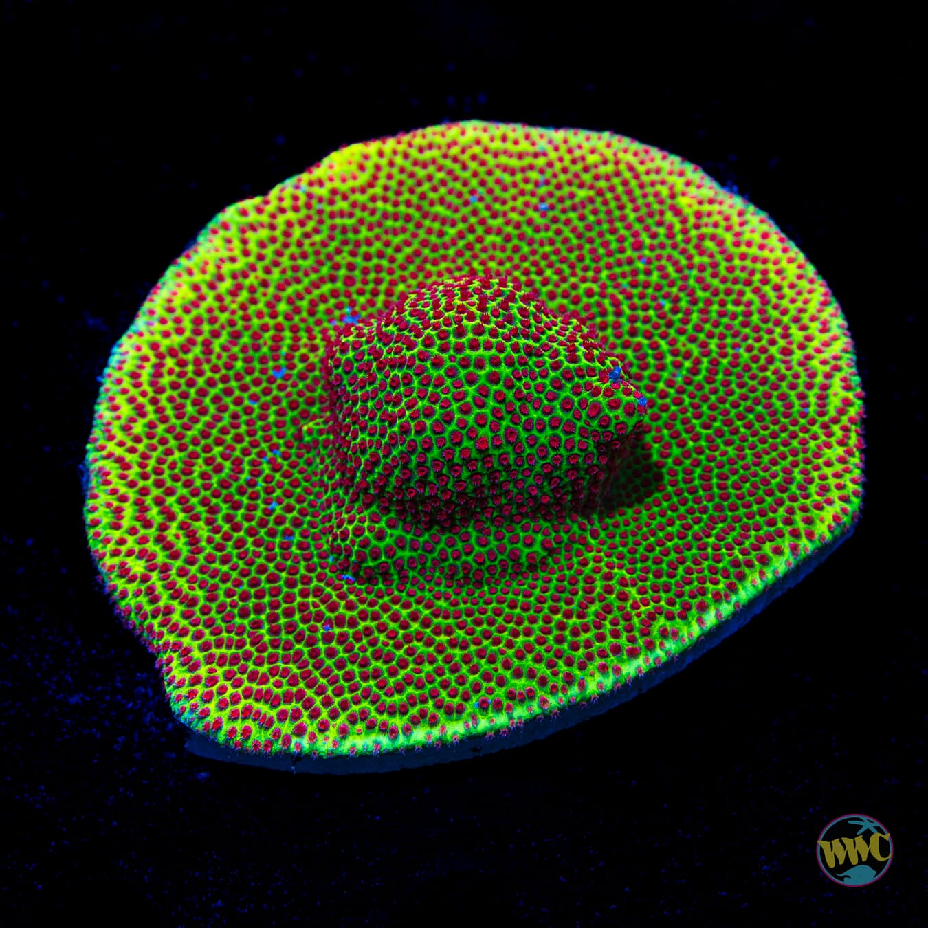 WWC The Grinchy Porites - Daylight Photo