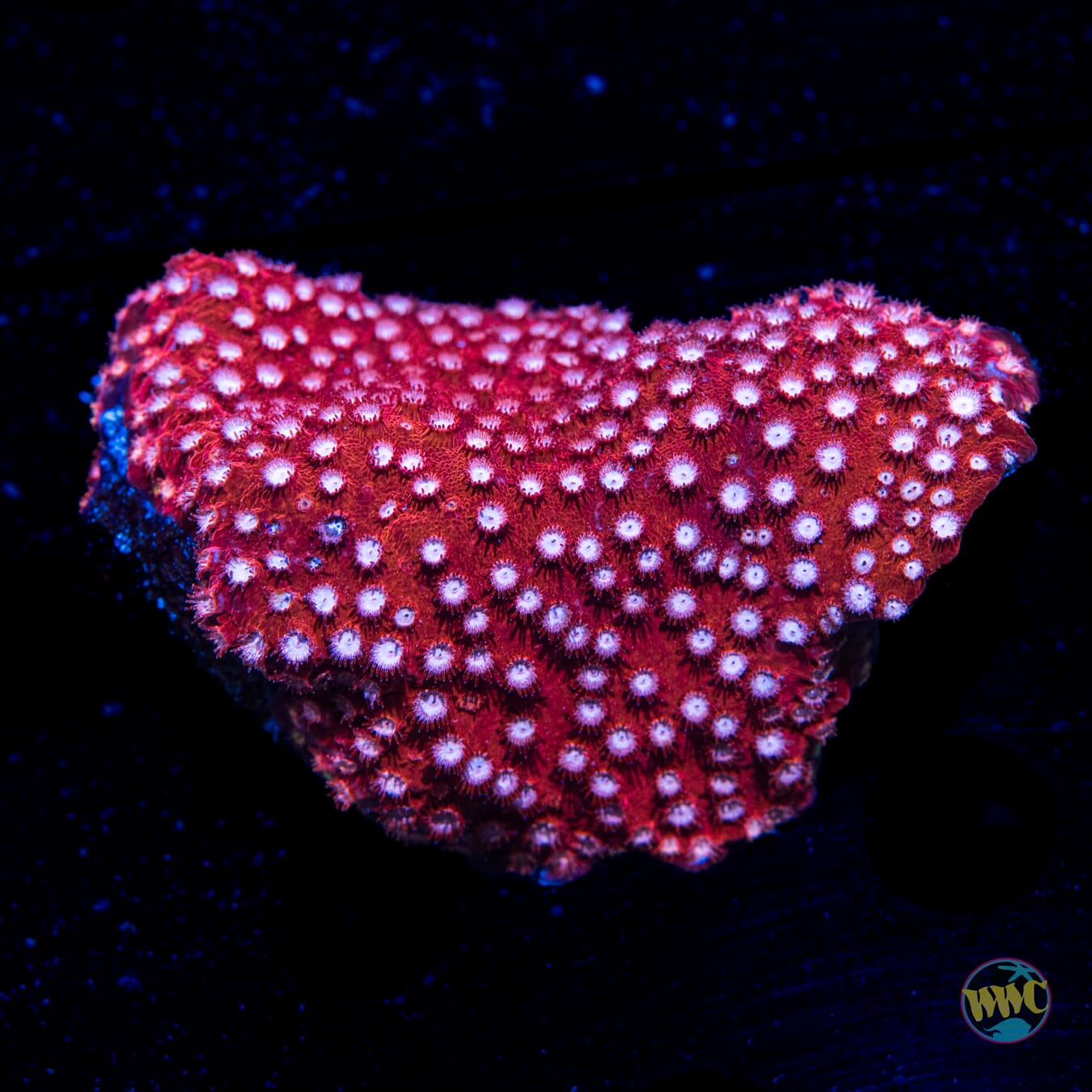 WWC Peppermint Cyphastrea - Daylight Photo