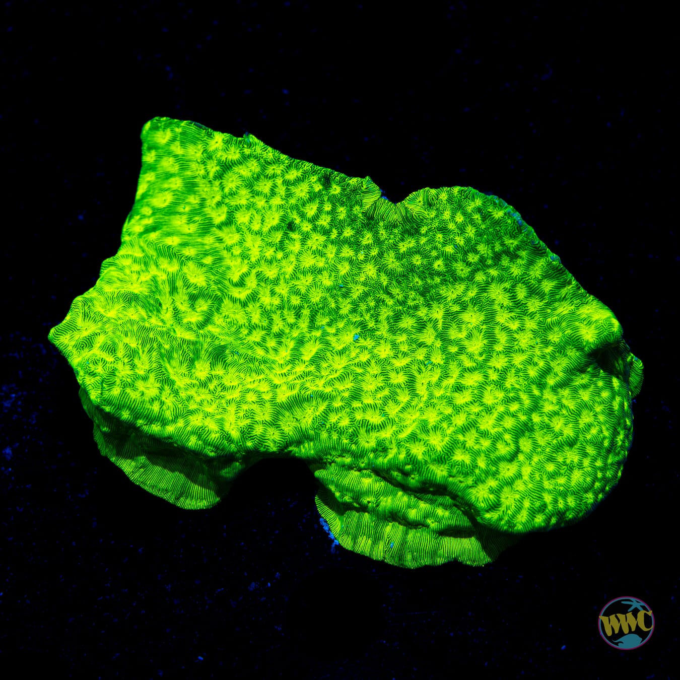 WWC Peppermint Cyphastrea - Daylight Photo