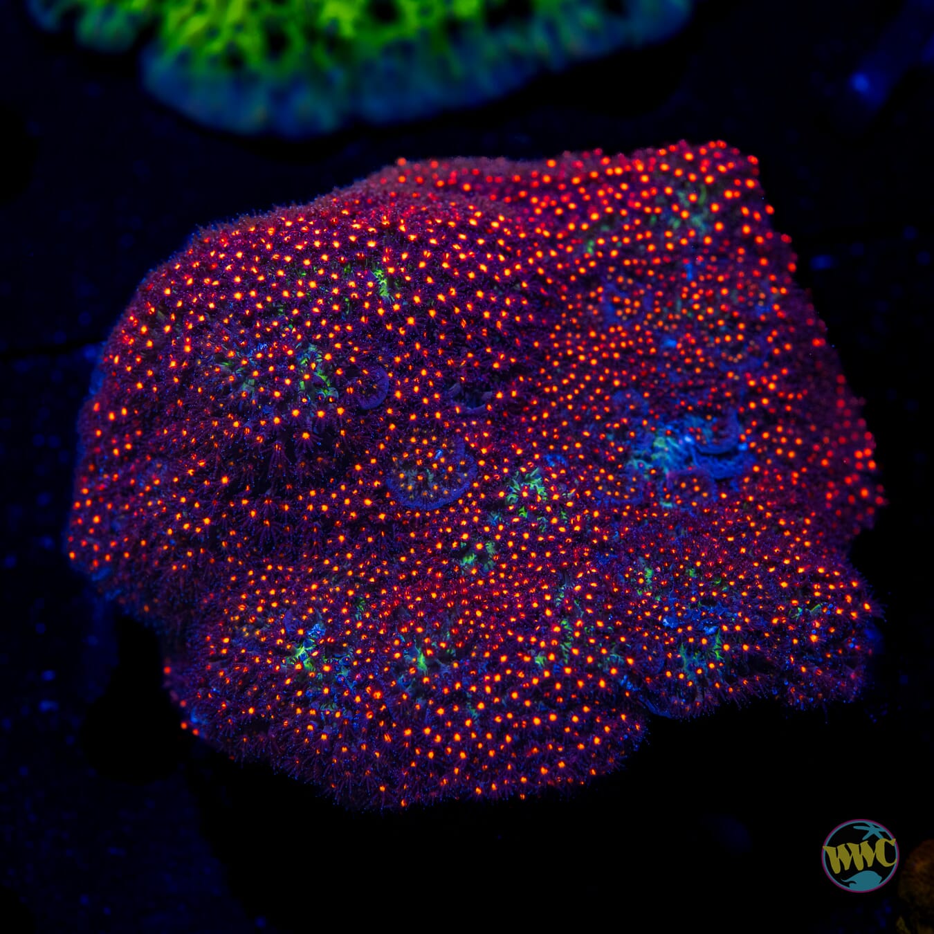 Jaso Fox Sunset Stylocoeniella - Daylight Photo