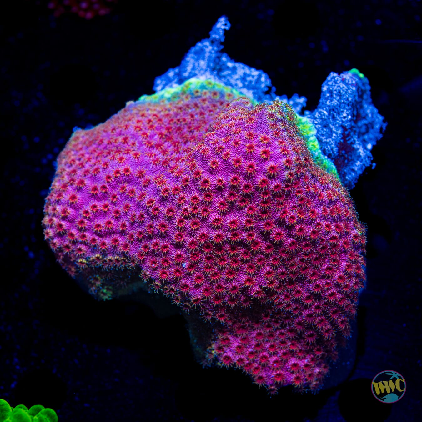 WWC Bronco Berry Cyphastrea - Daylight Photo