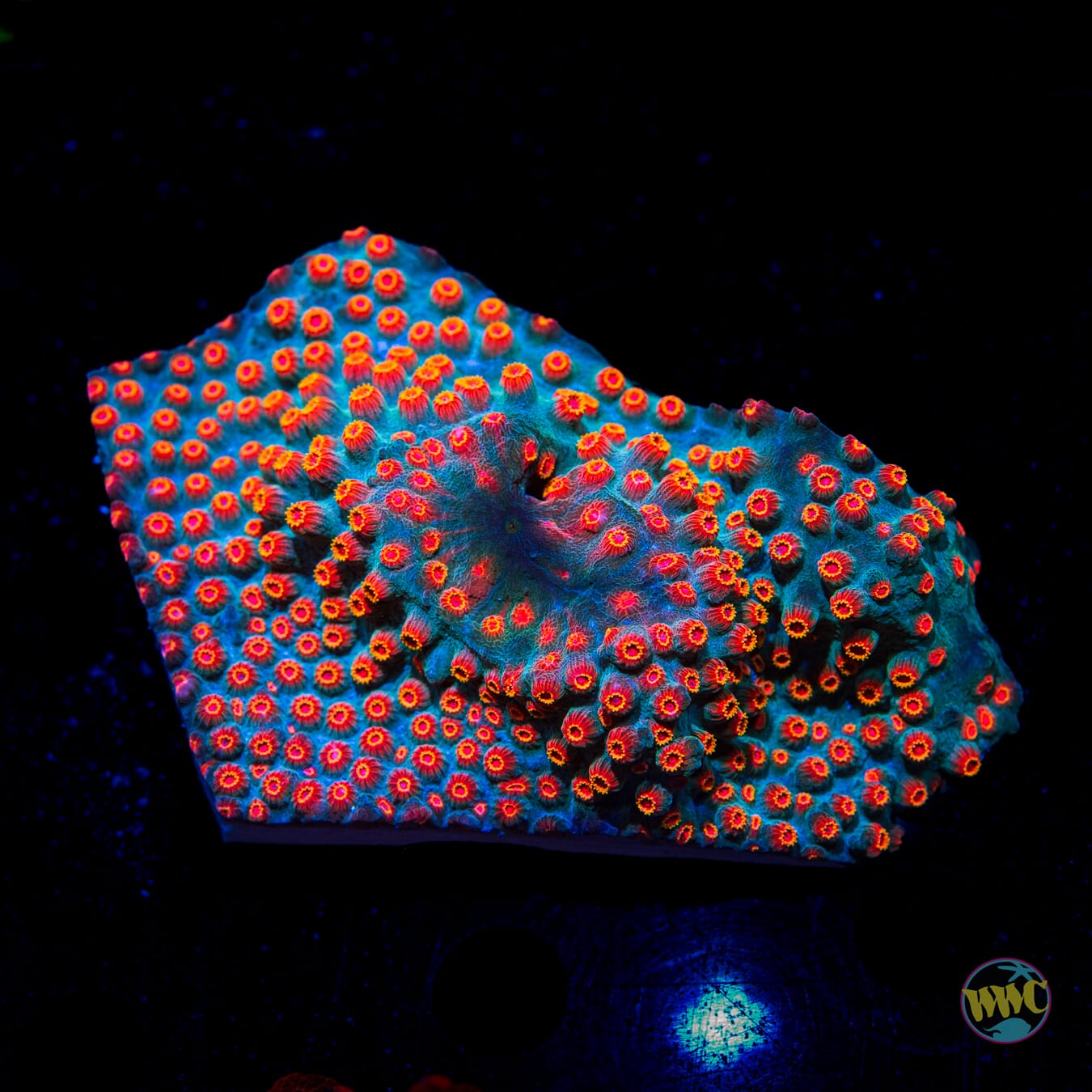 WWC Meteor Shower Cyphastrea - Daylight Photo