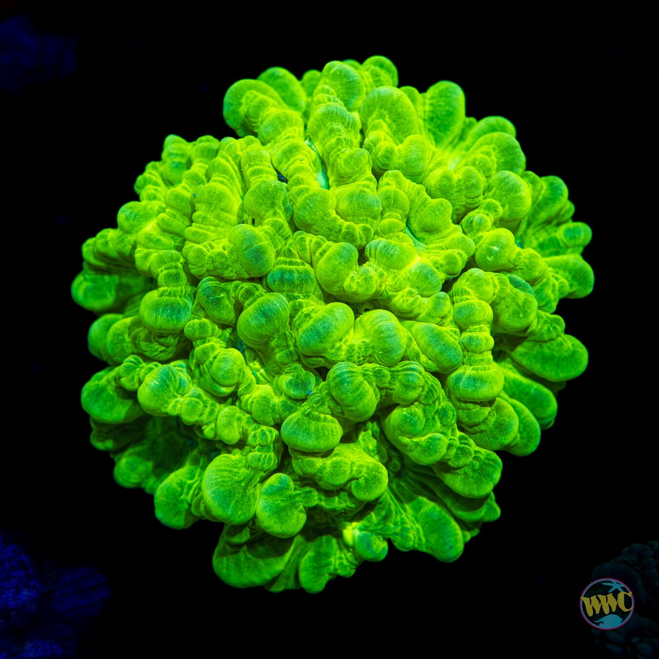 Kryptonite Candy Cane - Daylight Photo