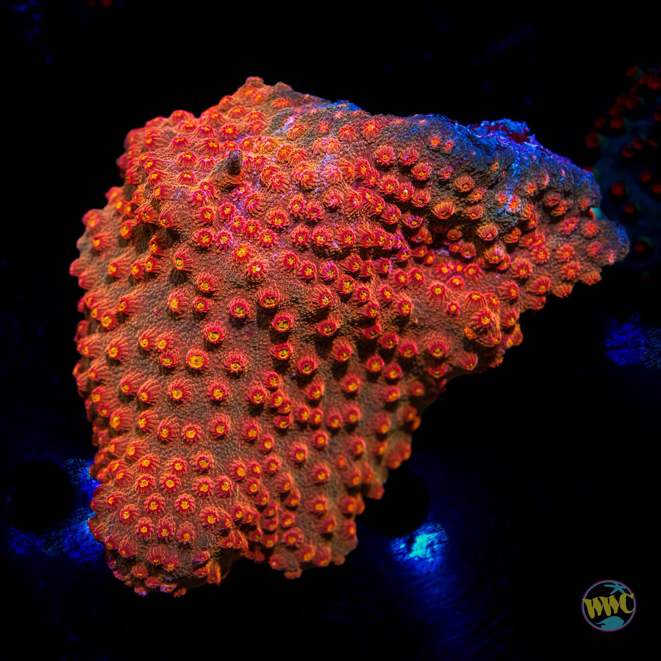 WWC Flicka Forest Cyphastrea - Daylight Photo