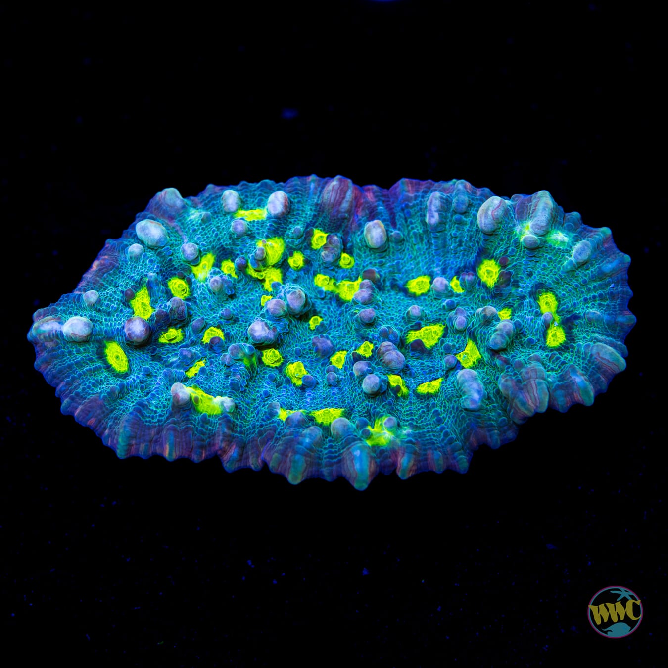 Toxic Pools Chalice - Daylight Photo