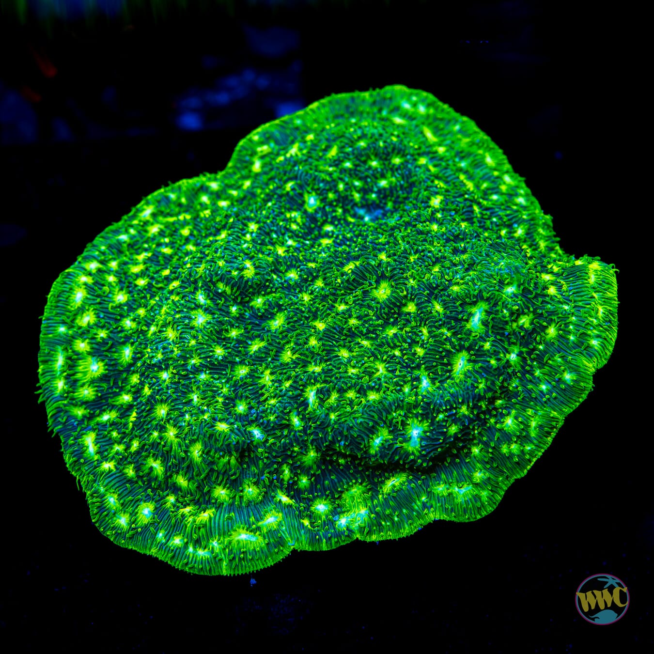 WWC Kiwi Lithophyllon - Daylight Photo