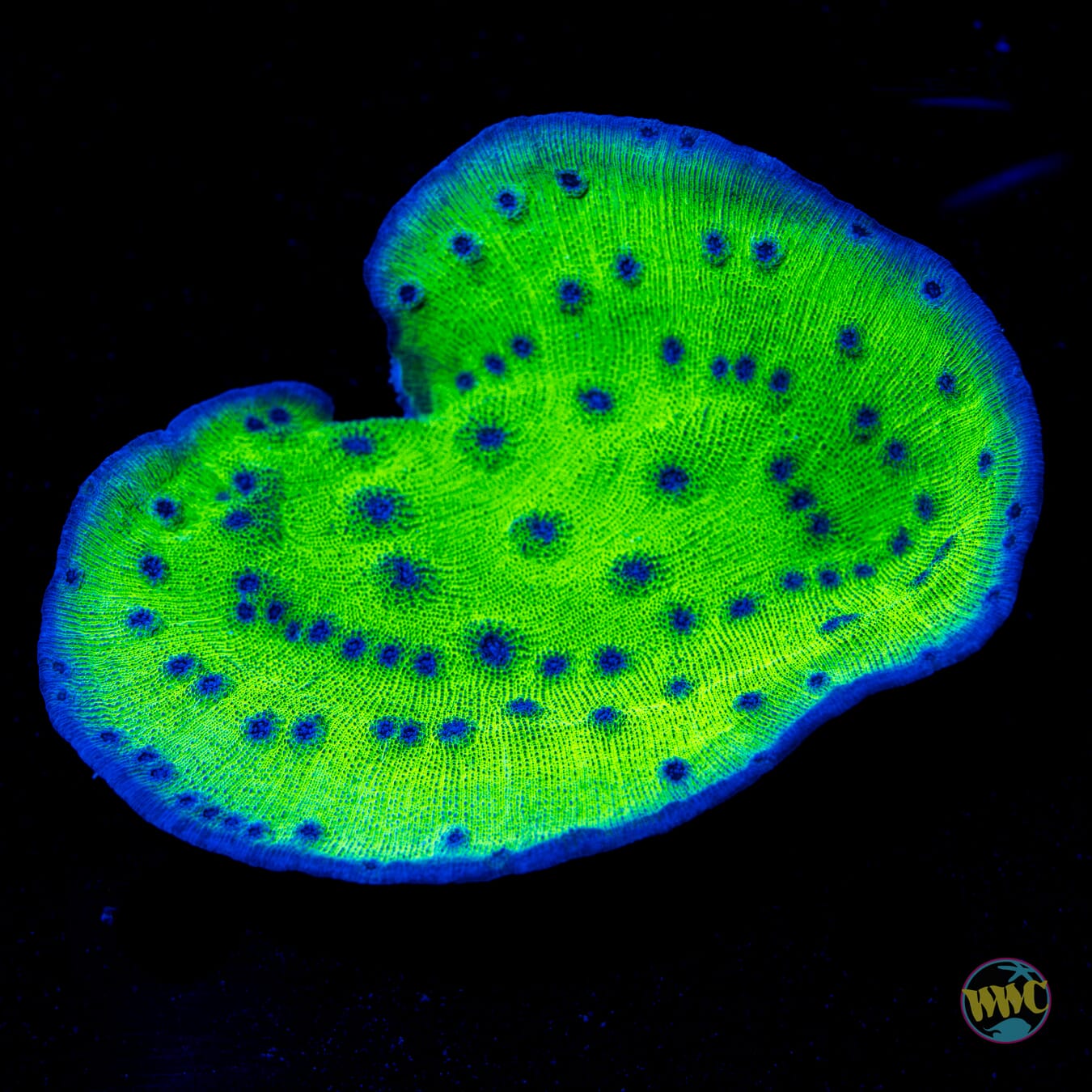 WWC Sour Grapes Chalice - Daylight Photo