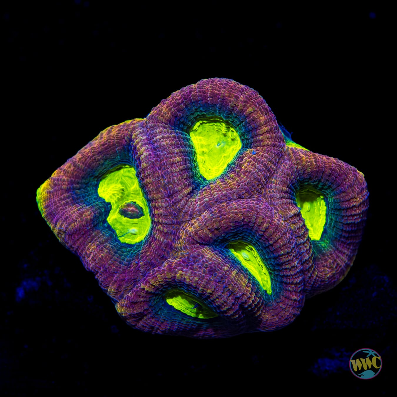 Dragon Soul Goniastrea - Daylight Photo