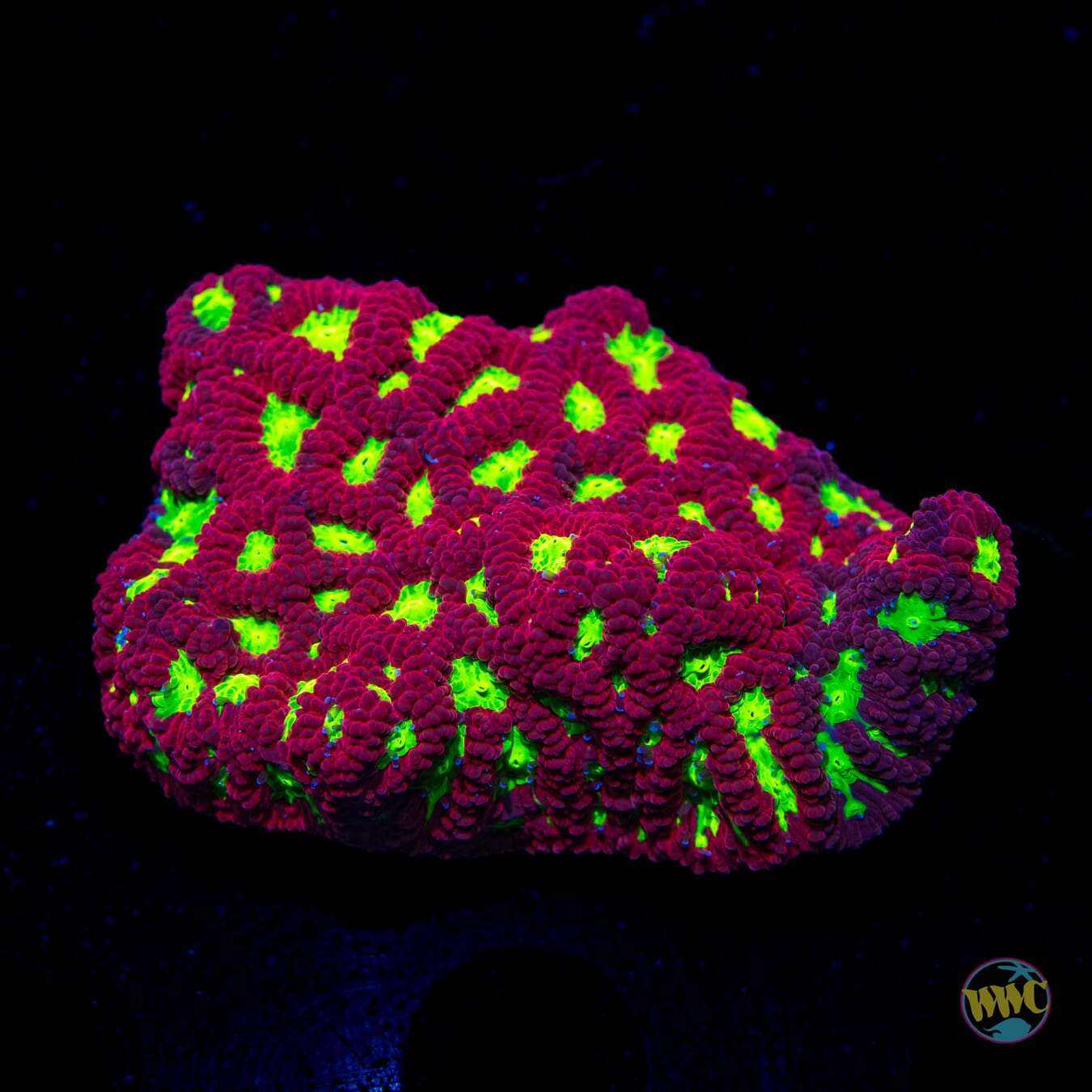 WWC Jolly Rancher Favia - Daylight Photo