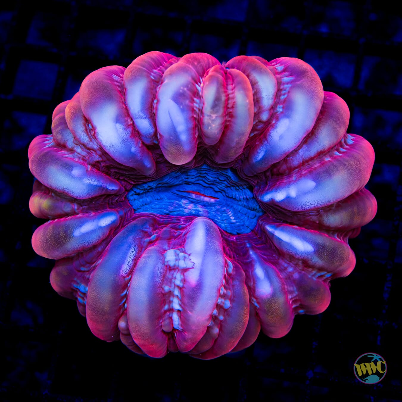 Peppermint Stick Cynarina - Daylight Photo