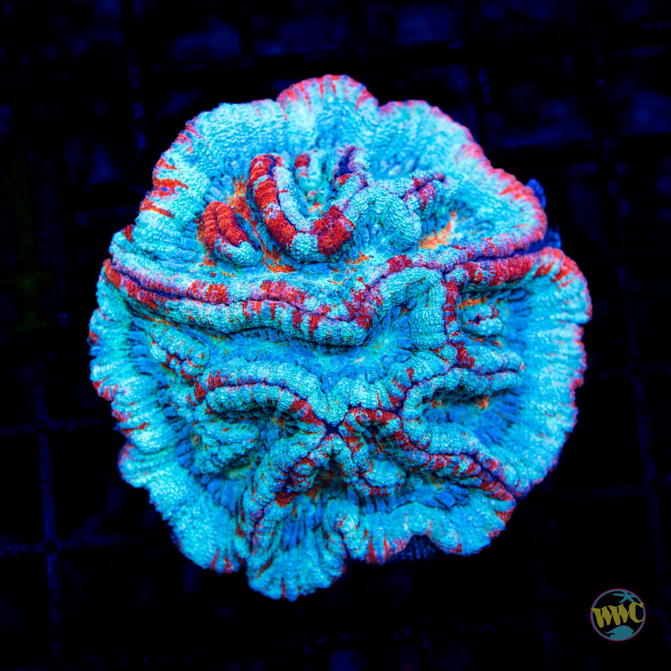 Frozen Tiger Symphyllia Wilsoni - Daylight Photo