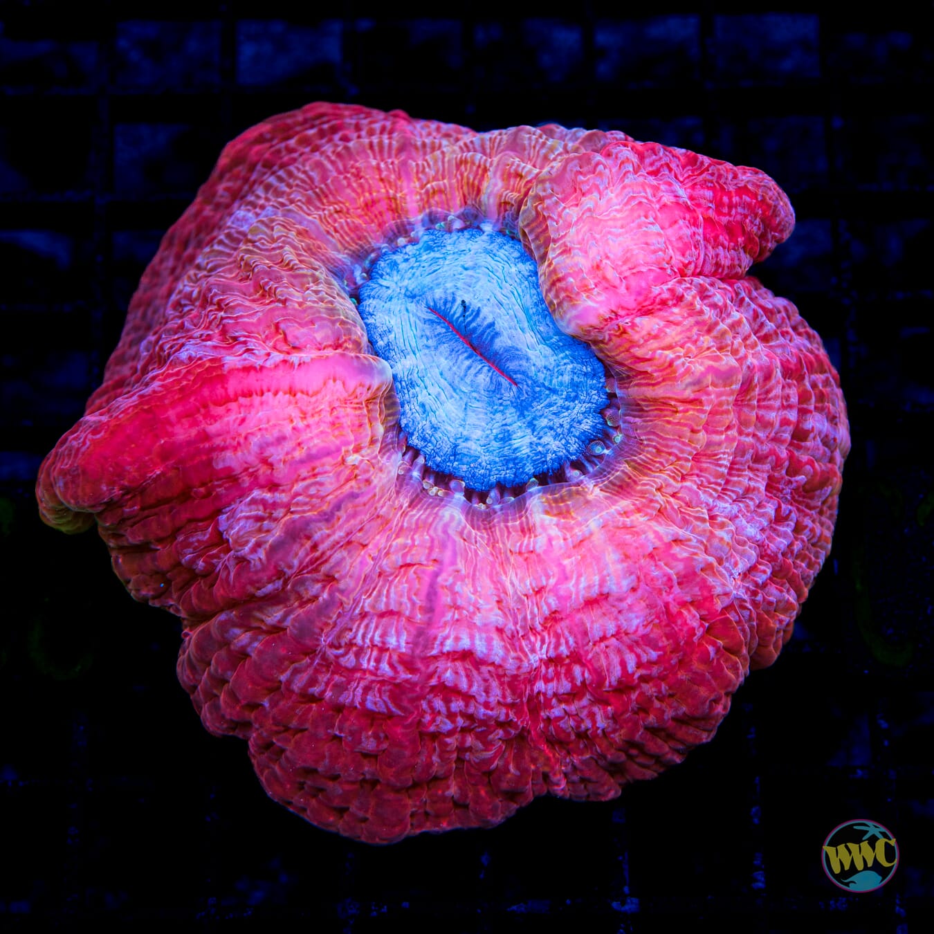 Frozen Cherry Indophyllia - Daylight Photo