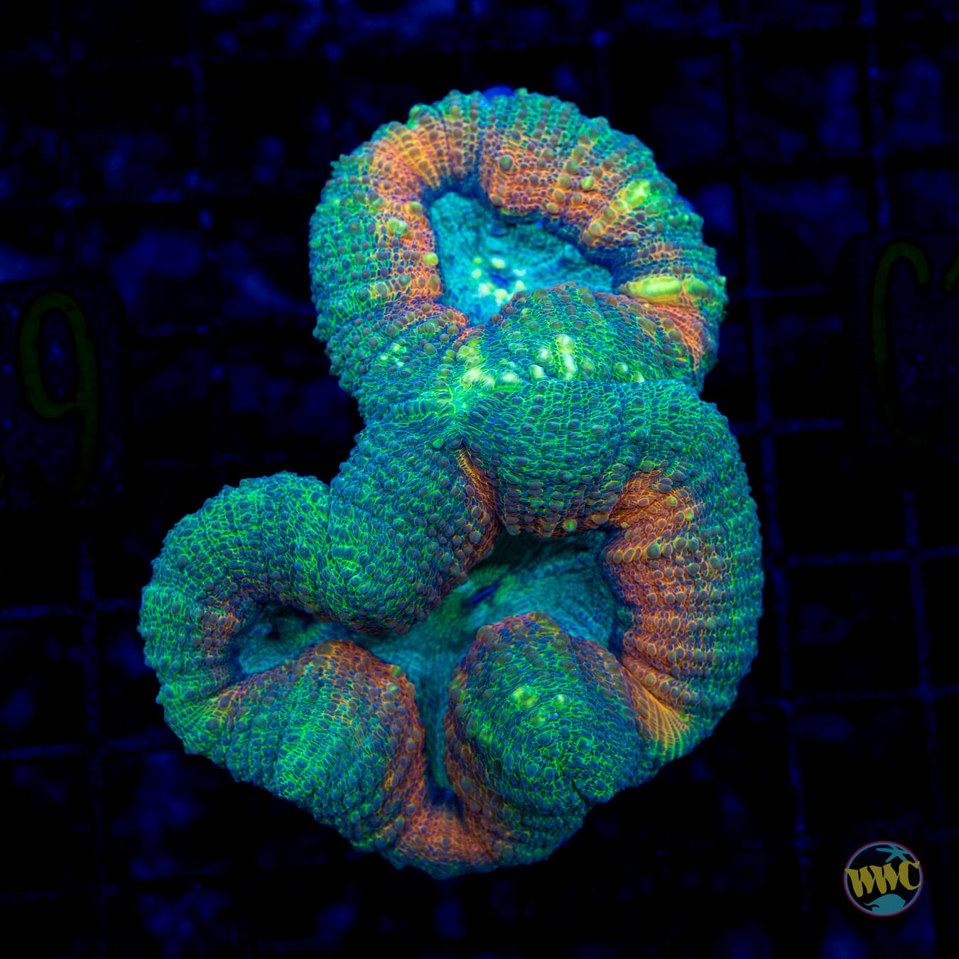 Leapfrog Lobophyllia - Daylight Photo