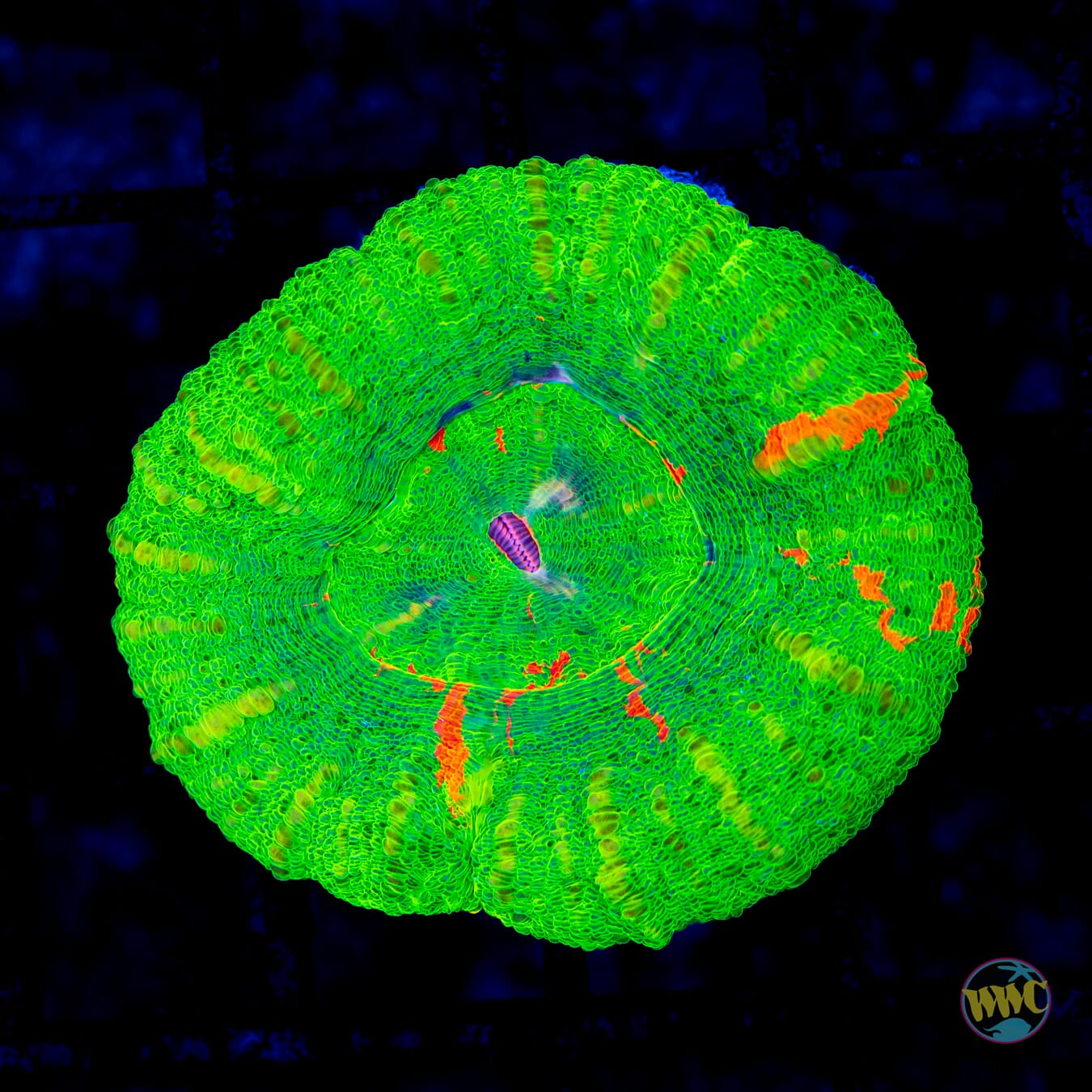 Candy Apple Scolymia - Daylight Photo