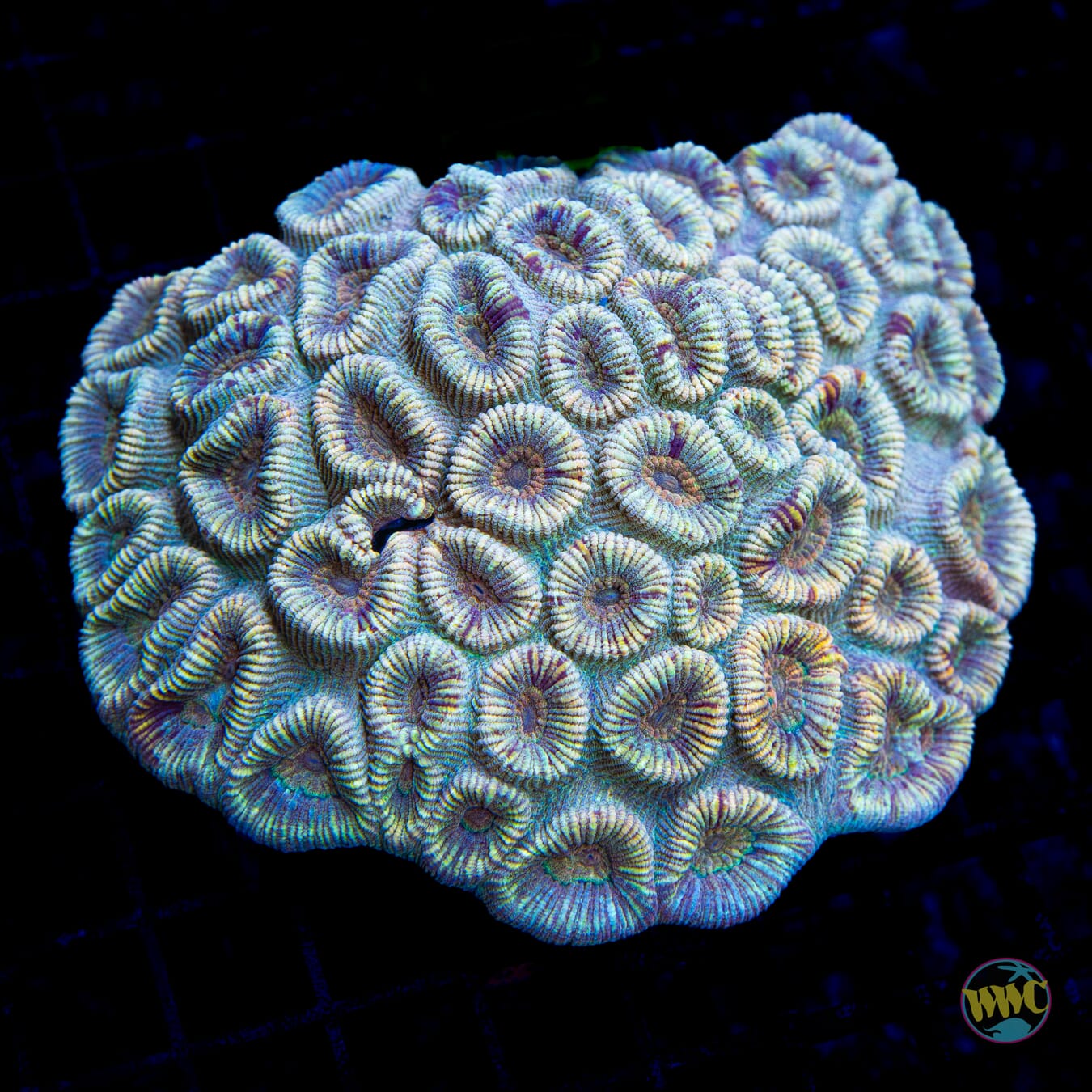 Moon Crater Favia - Daylight Photo