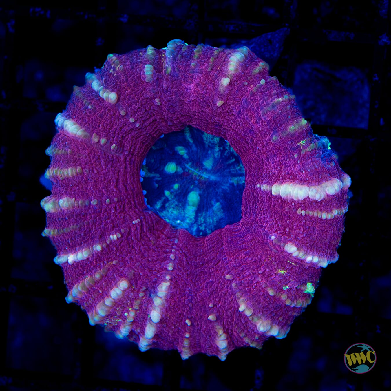 Mauve Marauder Scolymia - Daylight Photo