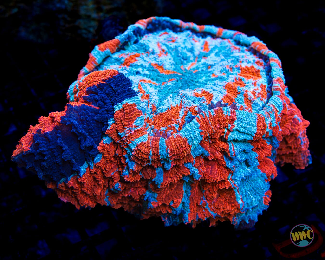 Fire on the Horizon Acanthophyllia - Daylight Photo