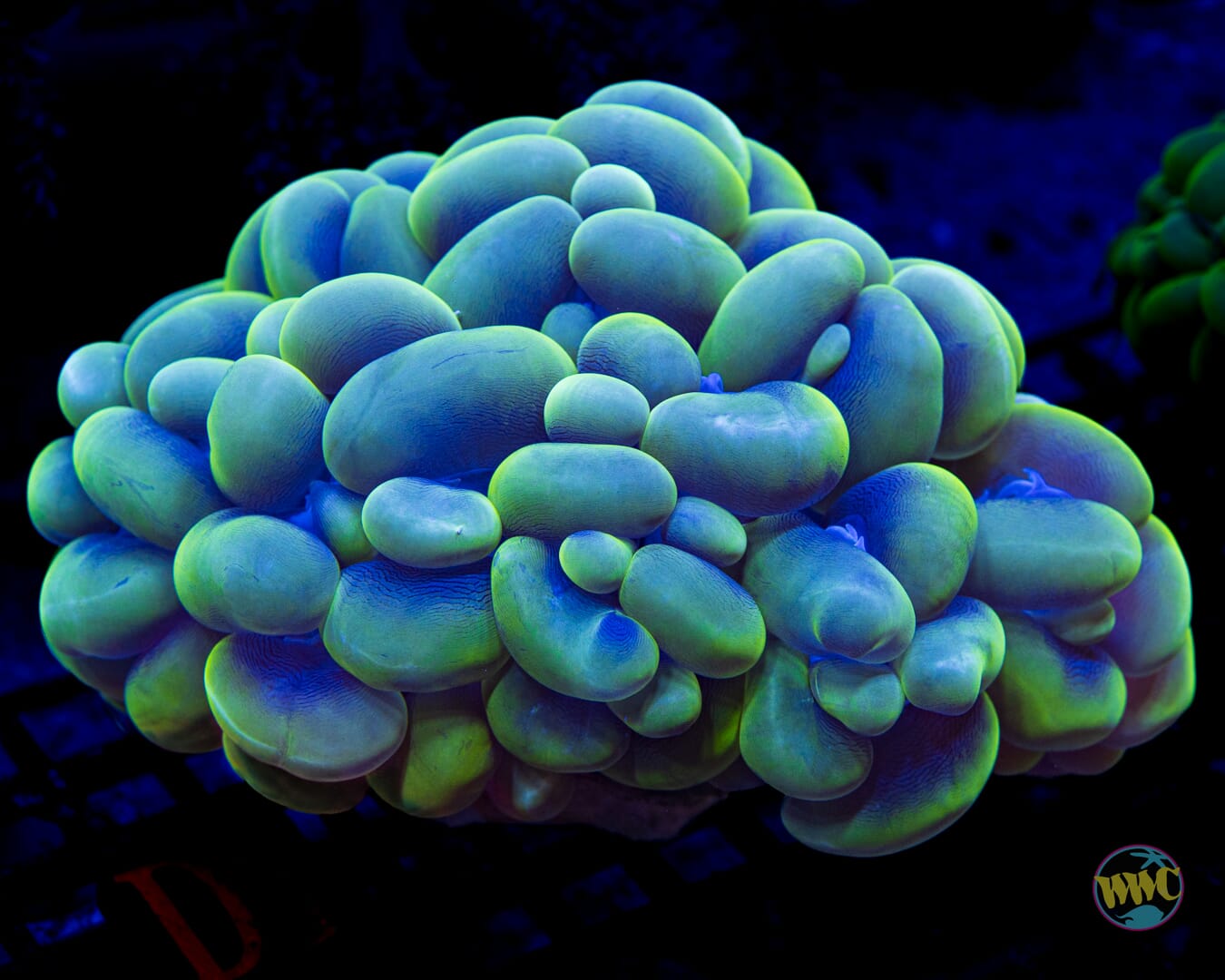 Metallic Bubble Coral - Daylight Photo