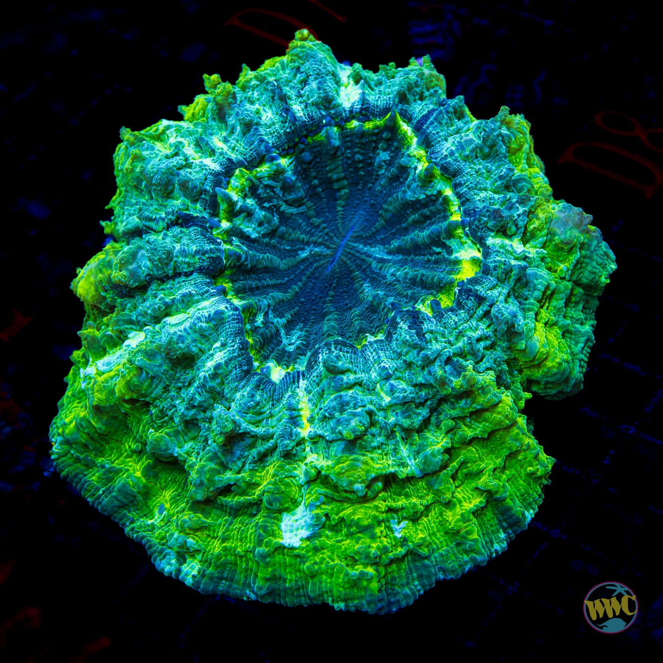 Haunted Forest Acanthophyllia - Daylight Photo