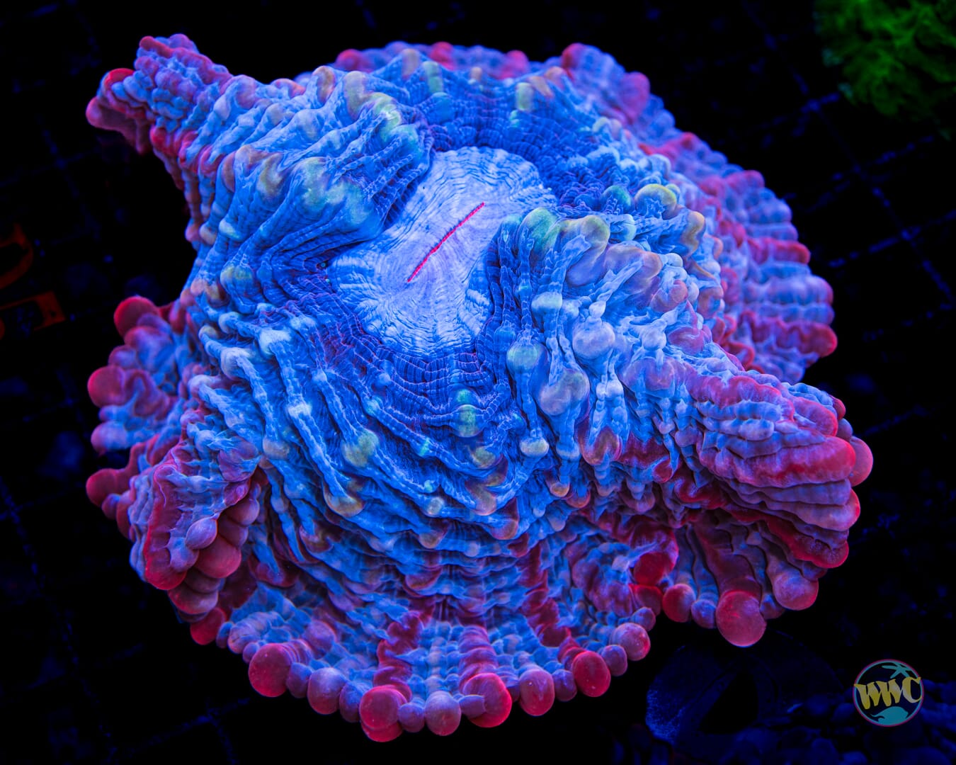 Frosty Frozen Indophyllia - Daylight Photo