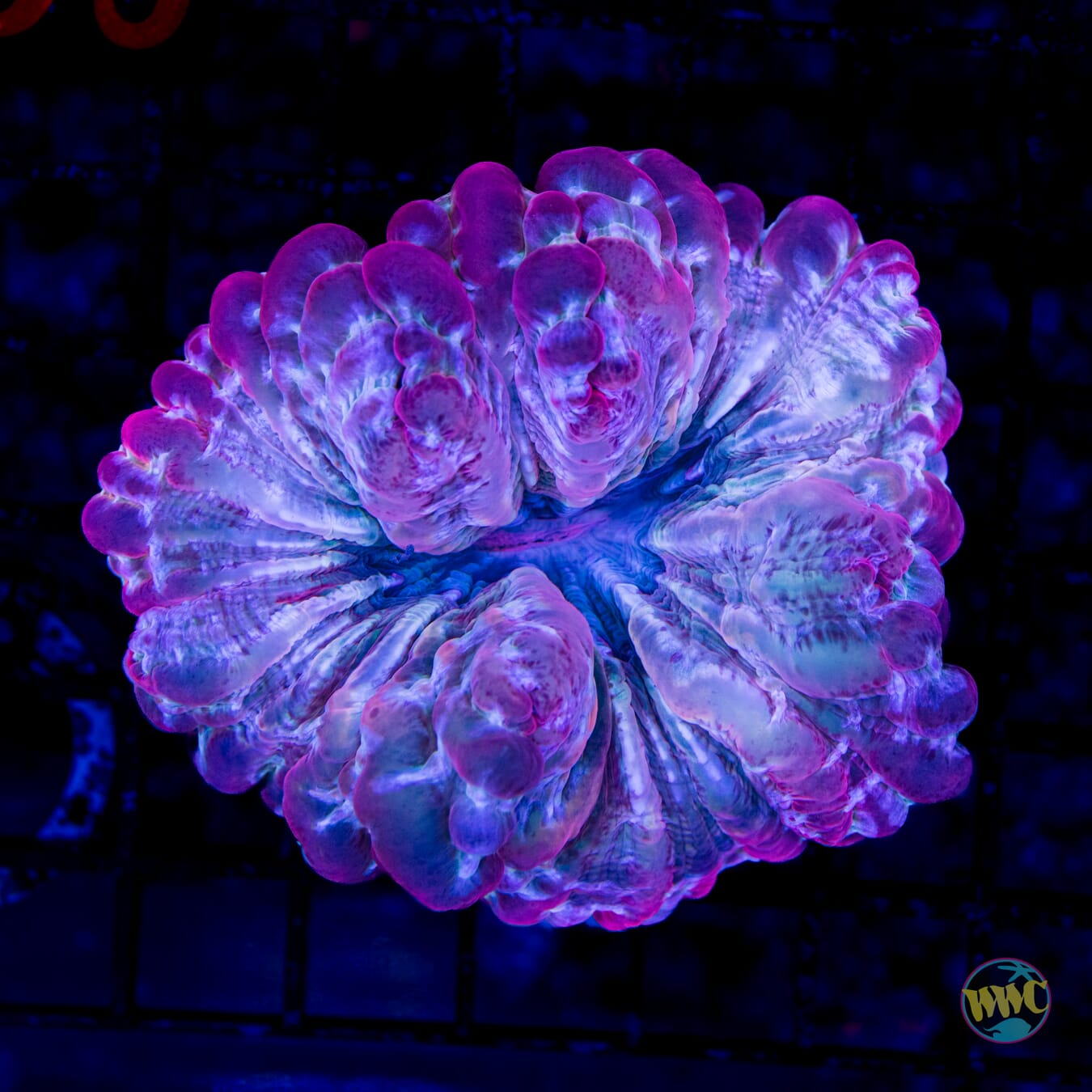 Groovy Grape Acanthophyllia - Daylight Photo