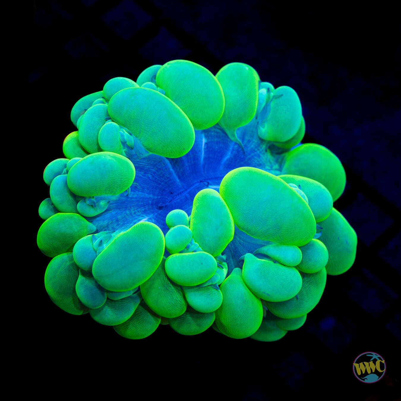 Neon Green Bubble Coral - Daylight Photo