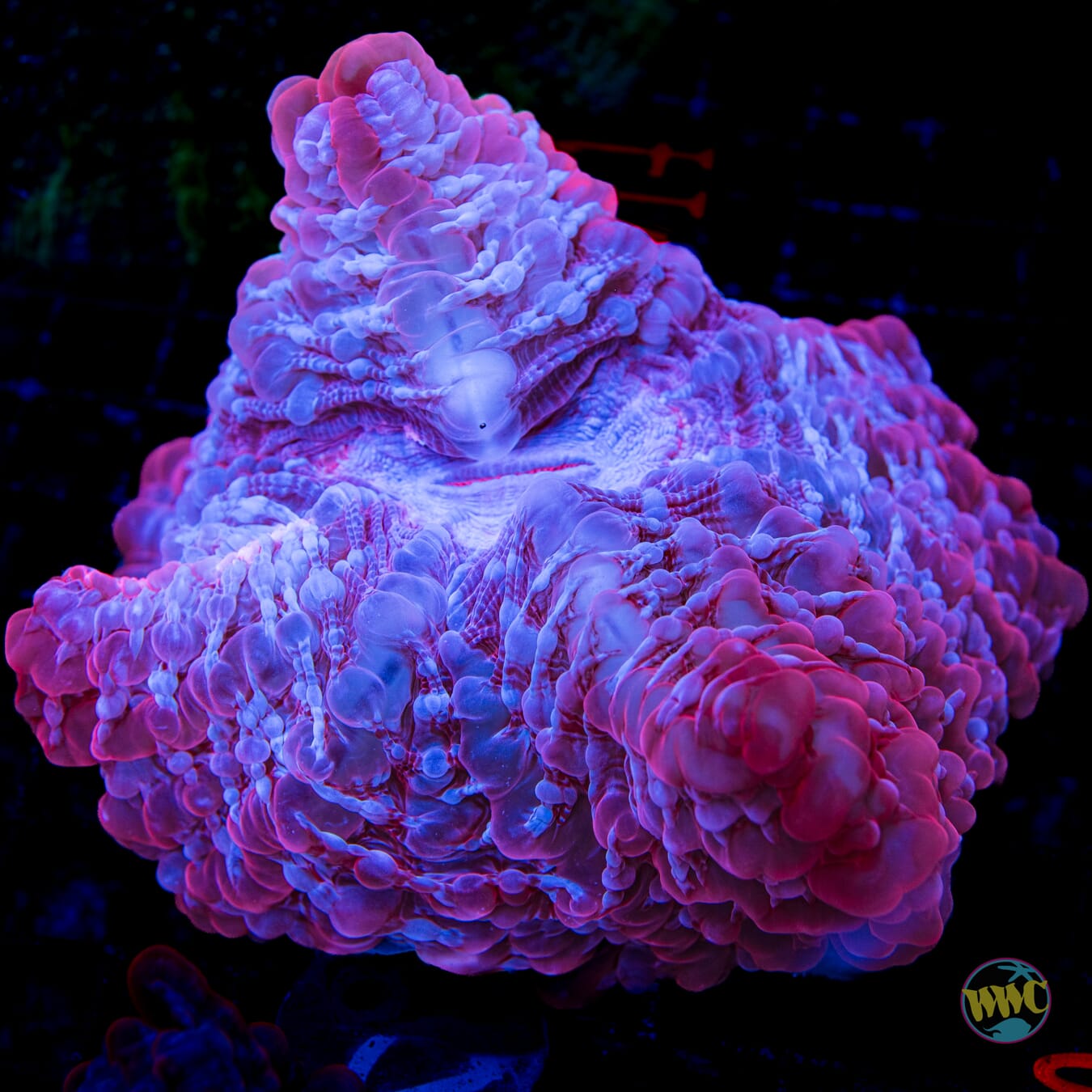 Rose Petal Indophyllia - Daylight Photo