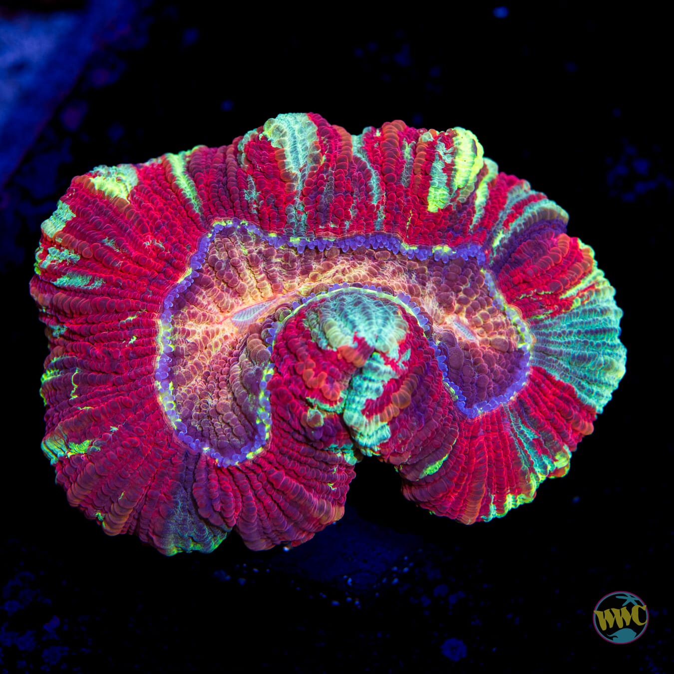 Christmas is Coming Trachyphyllia - Daylight Photo