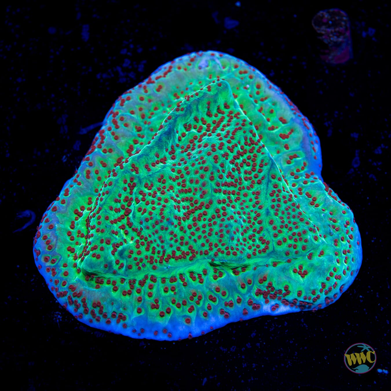 Jedi Mind Trick Montipora - Daylight Photo