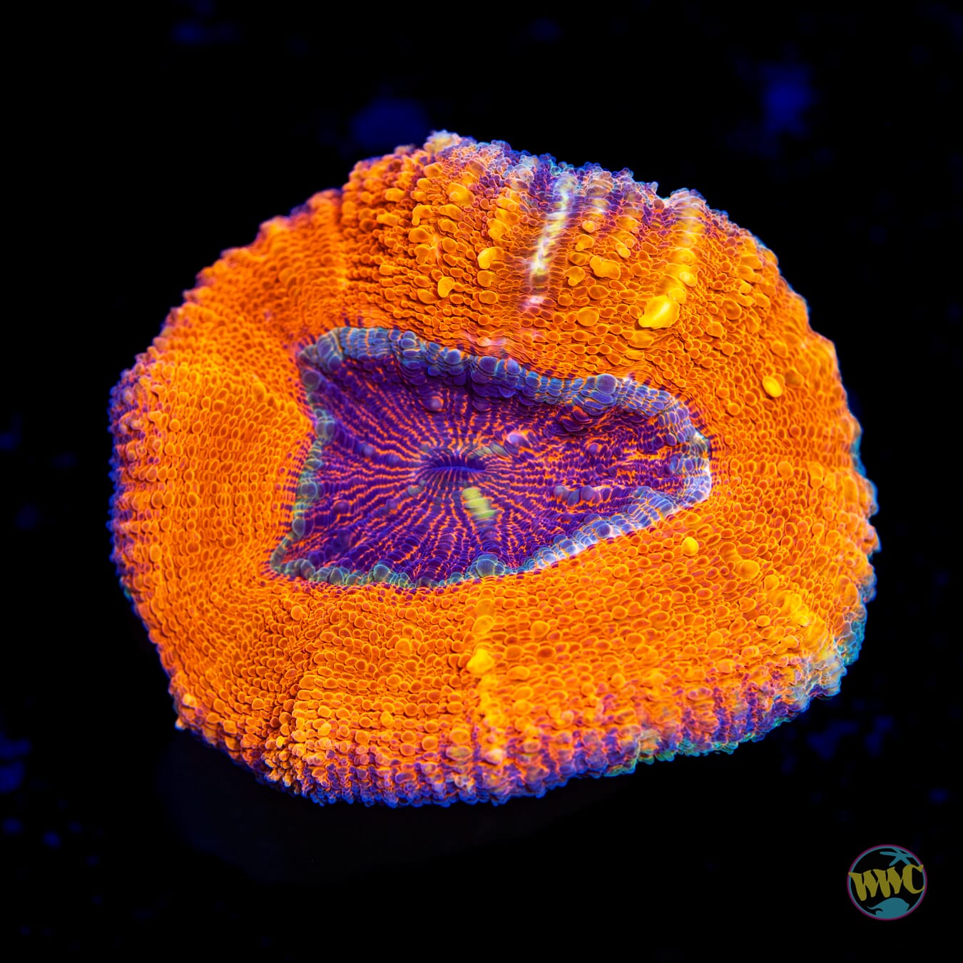 Orange Crush Lobophyllia - Daylight Photo