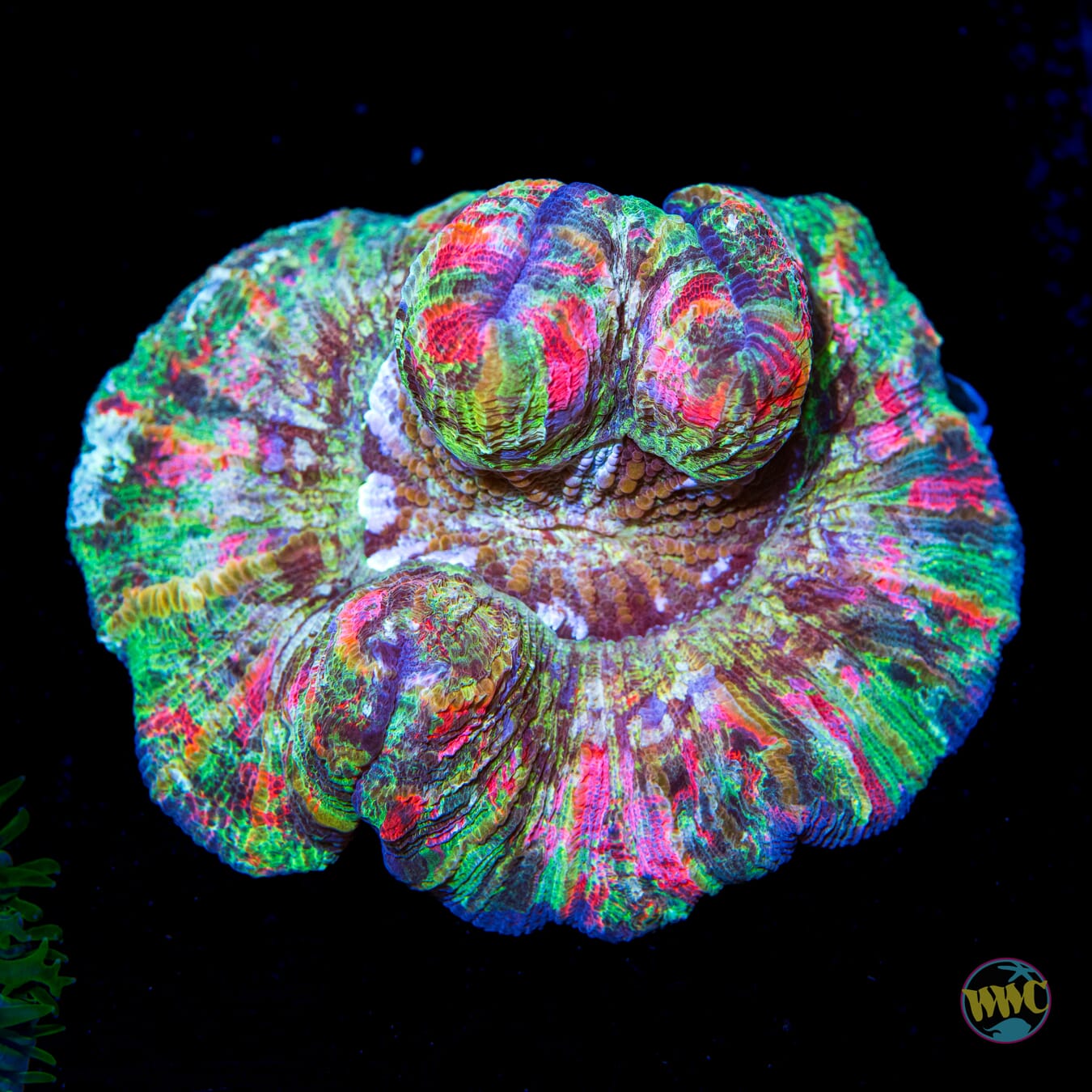 Unicorn Poop Trachyphyllia - Daylight Photo