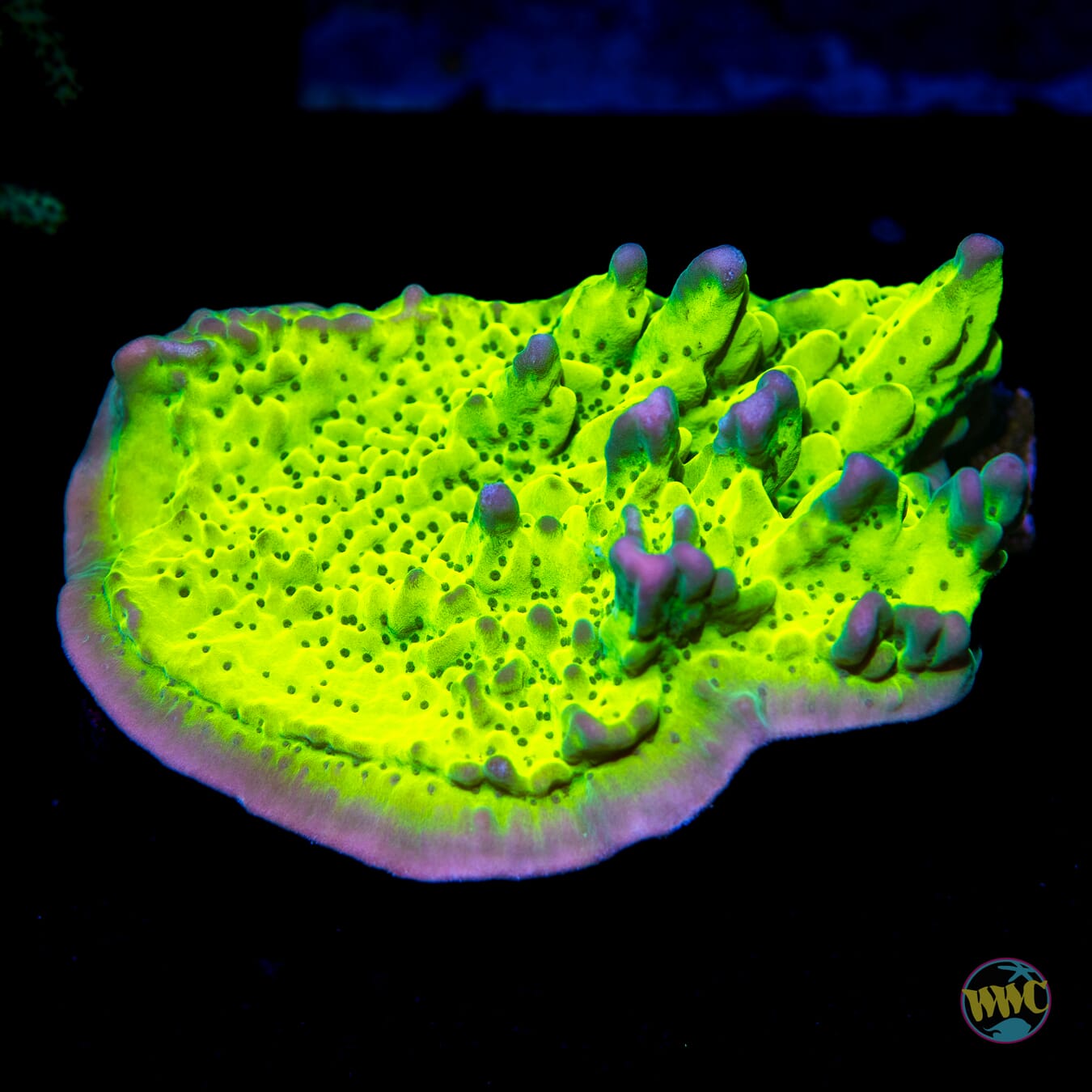 WWC Lucky Charms Montipora - Daylight Photo