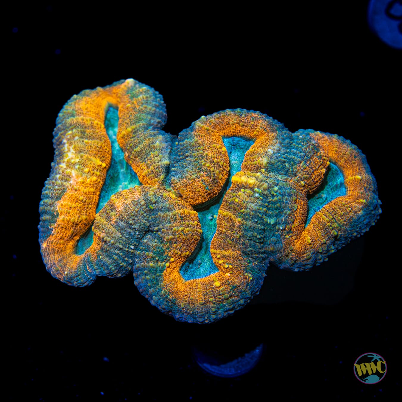 Alien Lagoon Lobophyllia - Daylight Photo