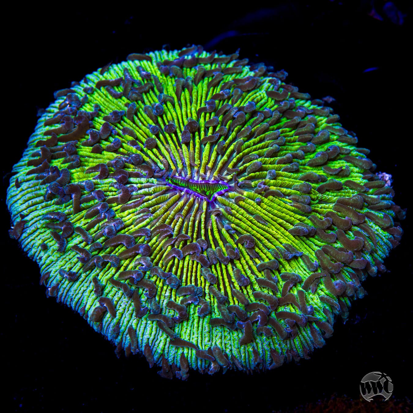 Gigantic Lemon Lime Plate Coral Coral - Daylight Photo