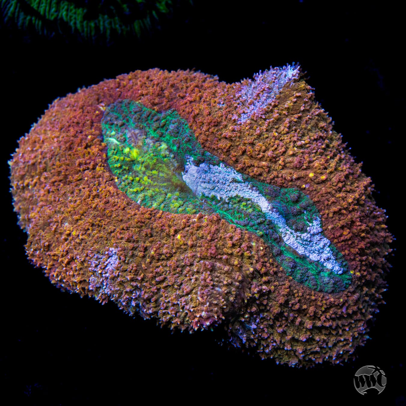Fluffy Blood Oranges and Limes Lobophyllia Coral - Daylight Photo